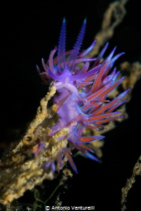 This Flabellina a. with its lively colors seems to say  "... by Antonio Venturelli 
